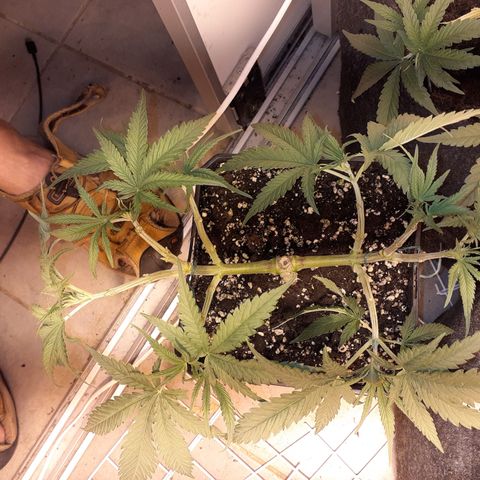 Gorilla Girl Fv growlog timeline photo