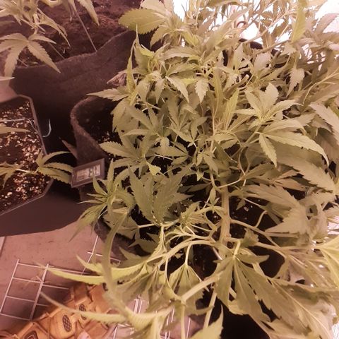 Pakistan Valley  growlog timeline photo