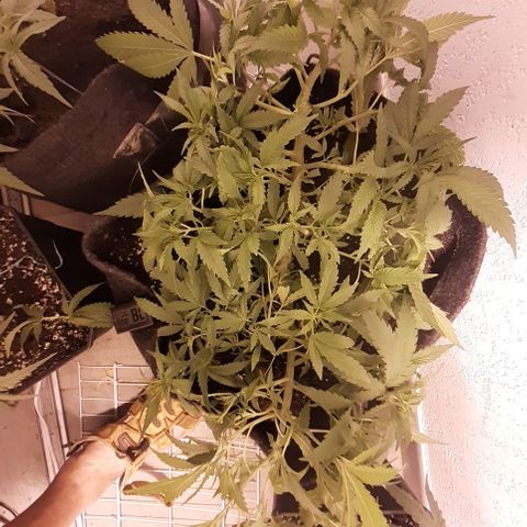 Pakistan Valley  growlog timeline photo