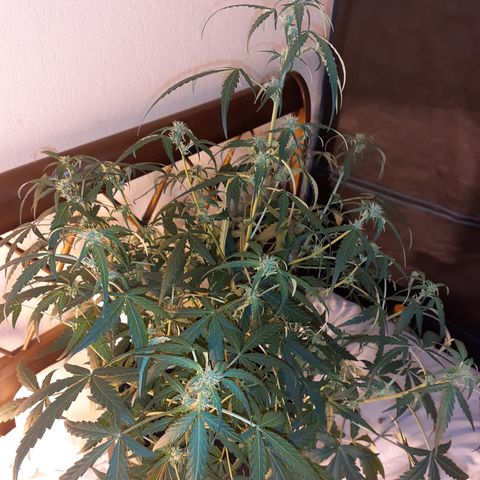 Gorilla Glue Auto  growlog timeline photo