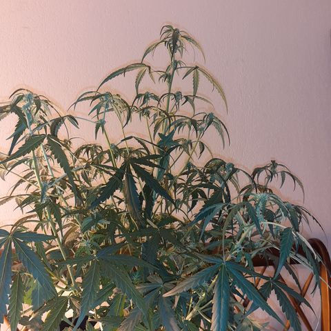 Gorilla Glue Auto  growlog timeline photo