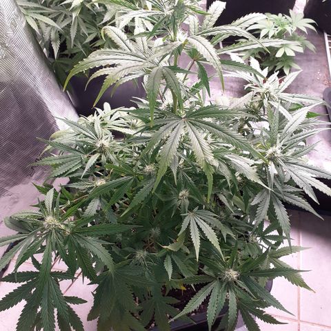 Bruce Banner Auto  growlog timeline photo