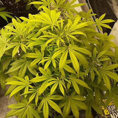 Bruce Banner Auto  growlog timeline photo