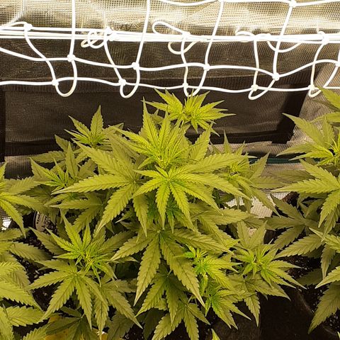 Lemon Kush Auto  growlog timeline photo