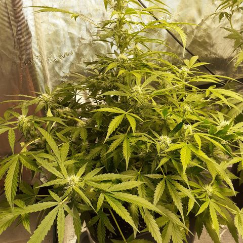 Lemon Kush Auto  growlog timeline photo