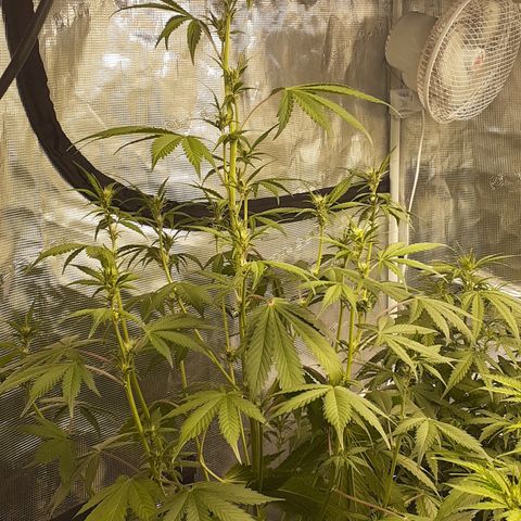 Red Critical Auto  growlog timeline photo