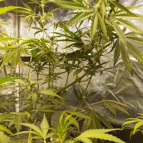 Red Critical Auto  growlog timeline photo