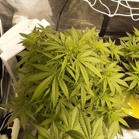 Gorilla Glue Auto  growlog timeline photo