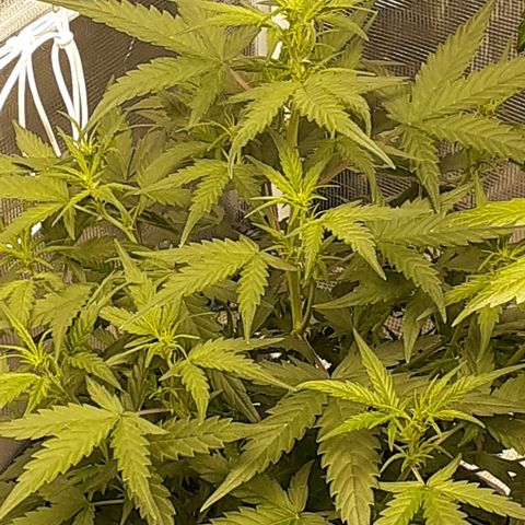 Gorilla Glue Auto  growlog timeline photo