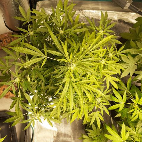 Lemon Kush Auto  growlog timeline photo