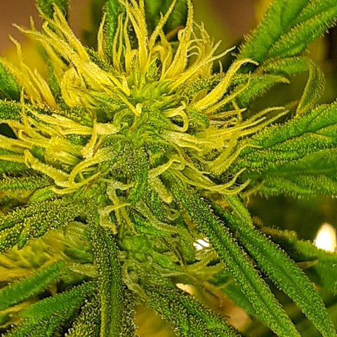 Bruce Banner Auto  growlog timeline photo