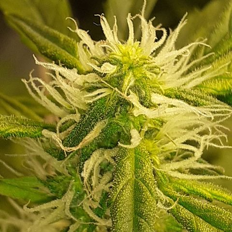 Lemon Kush Auto  growlog timeline photo