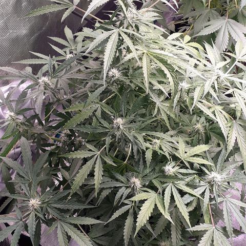 Lemon Kush Auto  growlog timeline photo