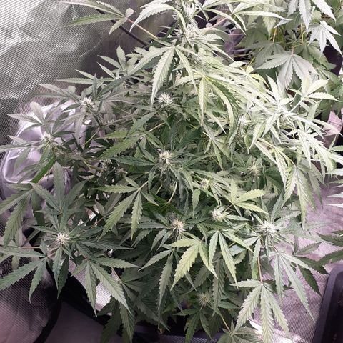 Lemon Kush Auto  growlog timeline photo