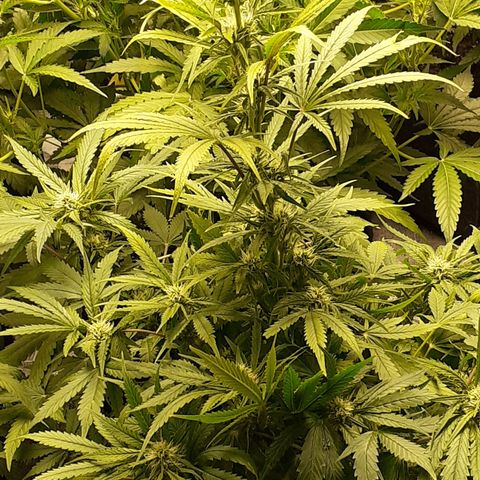 Bruce Banner Auto  growlog timeline photo