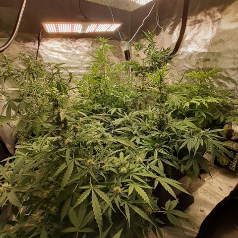 Bruce Banner Auto  growlog timeline photo