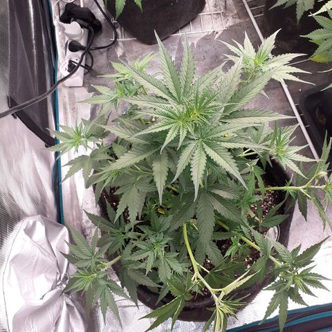 Lemon Kush Auto  growlog timeline photo