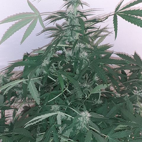 Lemon Kush Auto  growlog timeline photo