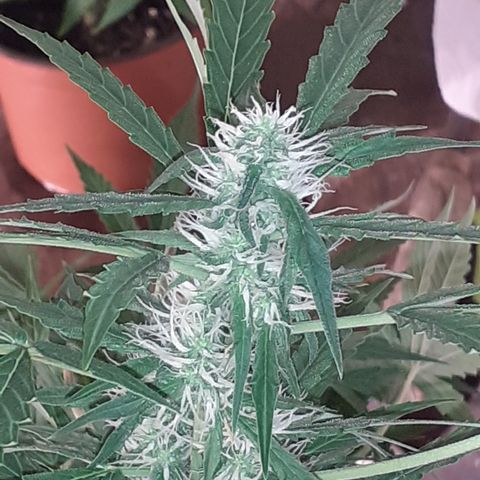 Lemon Kush Auto  growlog timeline photo