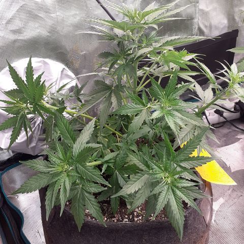 Lemon Kush Auto  growlog timeline photo