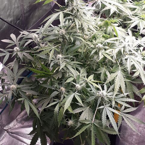 Lemon Kush Auto  growlog timeline photo