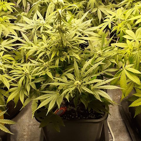 Bruce Banner Auto  growlog timeline photo
