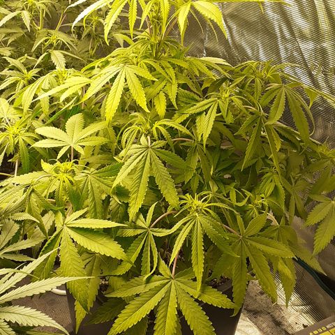 Bruce Banner Auto  growlog timeline photo