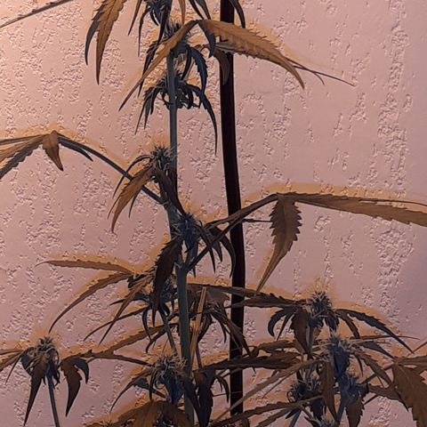 Gorilla Girl Fv growlog timeline photo