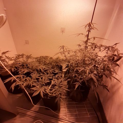 Gorilla Girl Fv growlog timeline photo
