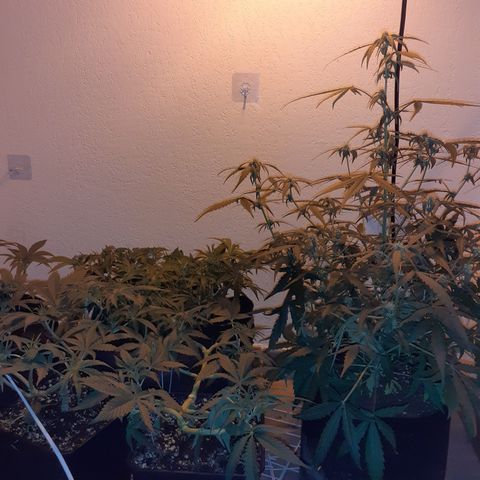 Gorilla Girl Fv growlog timeline photo