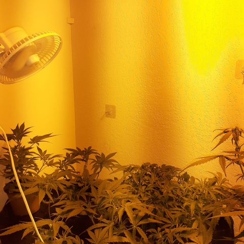 Gorilla Girl Fv growlog timeline photo