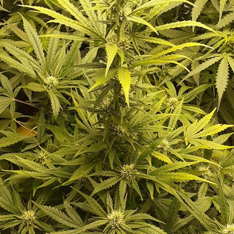 Bruce Banner Auto  growlog timeline photo