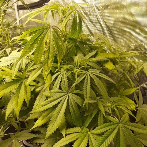 Bruce Banner Auto  growlog timeline photo