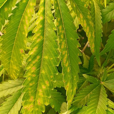 Bruce Banner Auto  growlog timeline photo