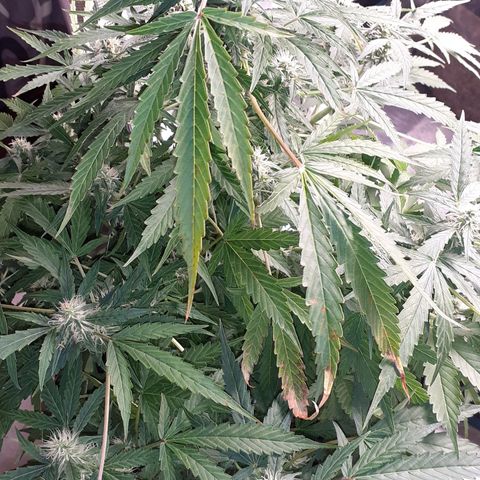 Lemon Kush Auto  growlog timeline photo
