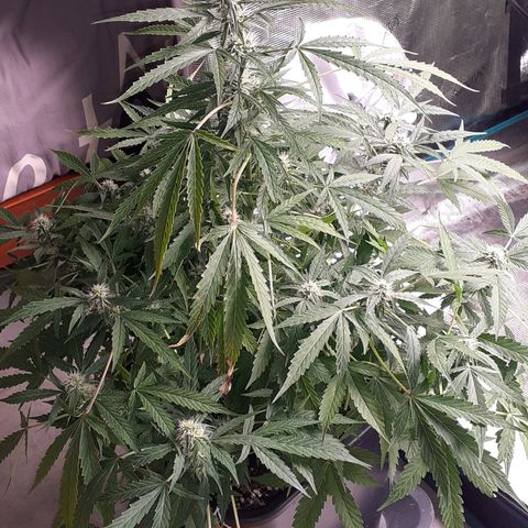 Lemon Kush Auto  growlog timeline photo
