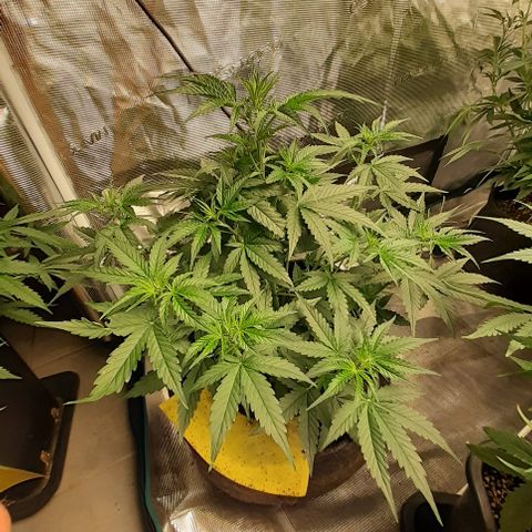 Lemon Kush Auto  growlog timeline photo
