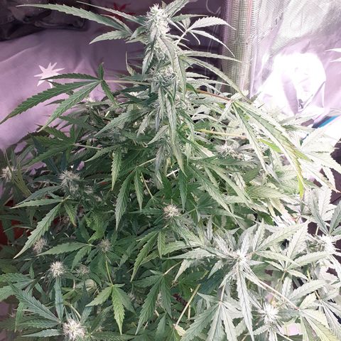 Lemon Kush Auto  growlog timeline photo