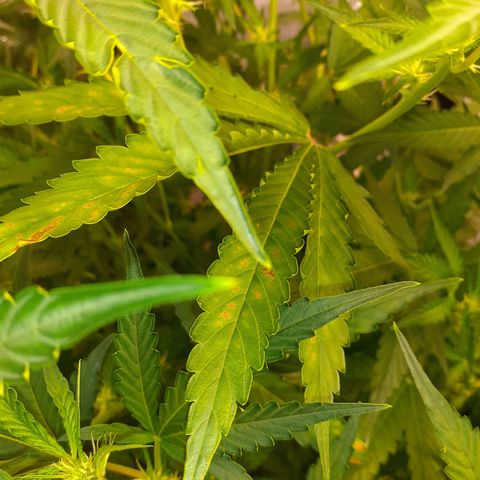 Purple punch Auto  growlog timeline photo