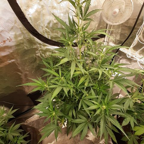 Purple punch Auto  growlog timeline photo