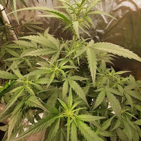 Gorilla Glue Auto  growlog timeline photo
