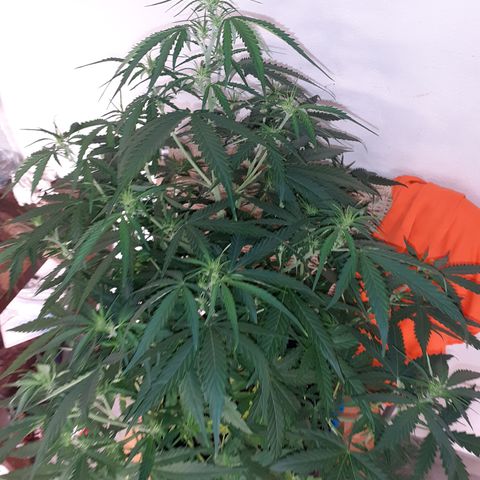 Gorilla Glue Auto  growlog timeline photo