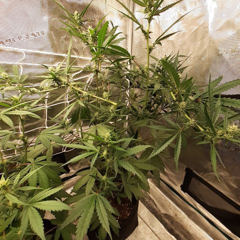 Red Critical Auto  growlog timeline photo