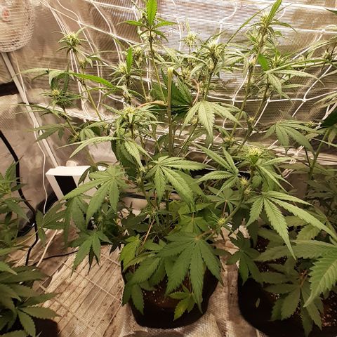 Red Critical Auto  growlog timeline photo
