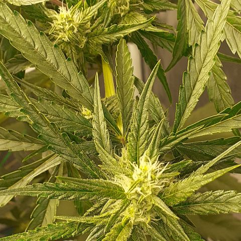 Red Critical Auto  growlog timeline photo
