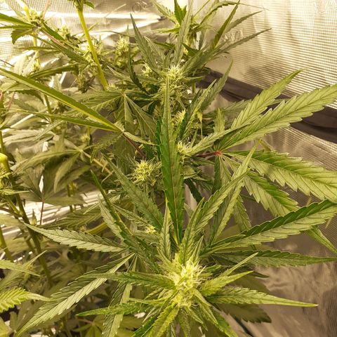 Red Critical Auto  growlog timeline photo