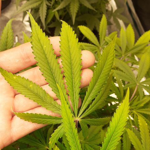 Bruce Banner Auto  growlog timeline photo
