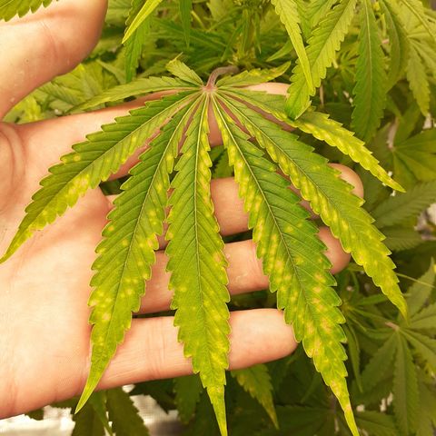 Bruce Banner Auto  growlog timeline photo