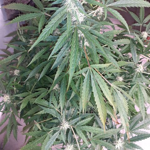 Lemon Kush Auto  growlog timeline photo