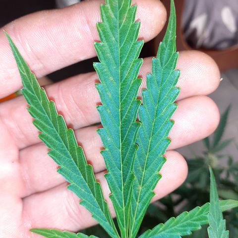 Lemon Kush Auto  growlog timeline photo